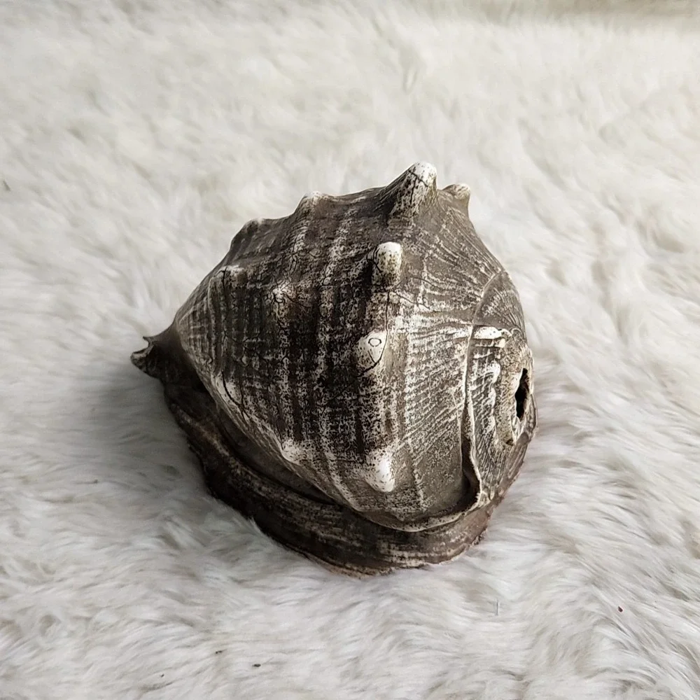Brown & Beige Striped Helmet Conch Sea Shell 6.5